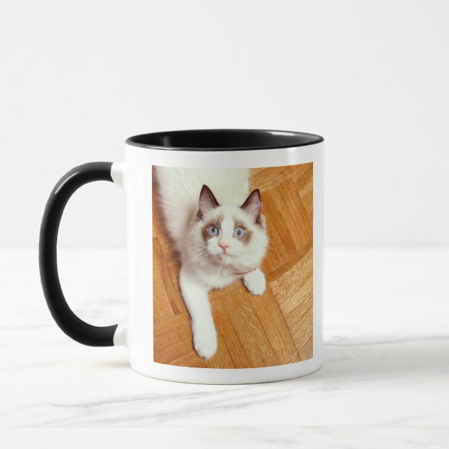 Ragdoll Katze auf Boden, erhöhte Ansicht Tasse (Links)