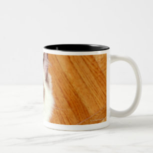 Ragdoll Katze auf Boden, erhöhte Ansicht Zweifarbige Tasse