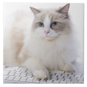 Ragdoll Katze auf Computertastatur Fliese