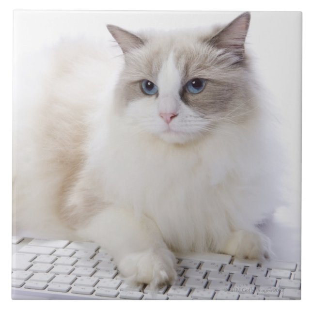 Ragdoll Katze auf Computertastatur Fliese (Vorderseite)