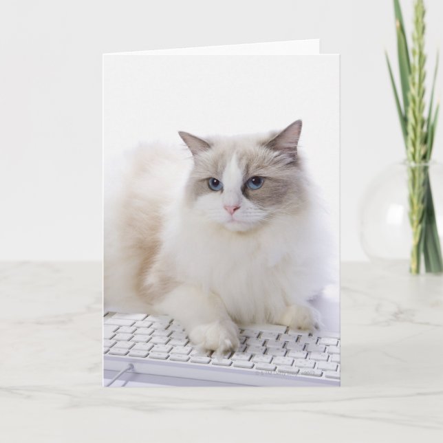 Ragdoll Katze auf Computertastatur Karte (Vorderseite)
