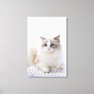 Ragdoll-Katze auf Computertastatur Leinwanddruck