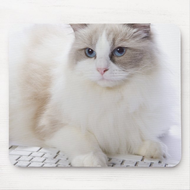 Ragdoll-Katze auf Computertastatur Mousepad (Vorne)