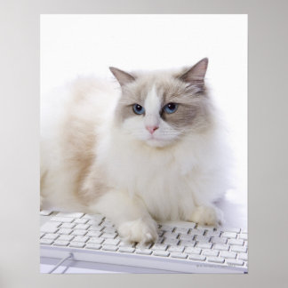Ragdoll-Katze auf Computertastatur Poster