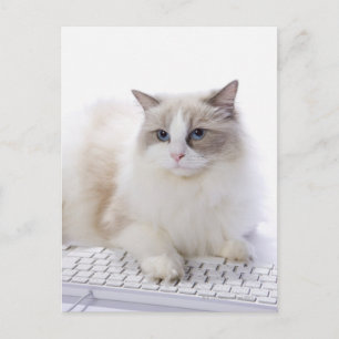 Ragdoll-Katze auf Computertastatur Postkarte