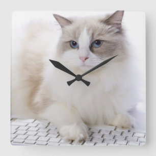 Ragdoll-Katze auf Computertastatur Quadratische Wanduhr