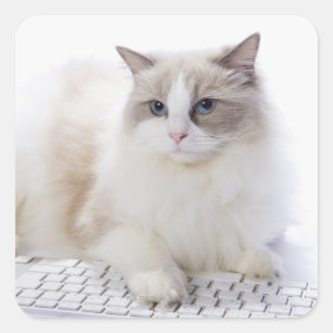 Ragdoll-Katze auf Computertastatur Quadratischer Aufkleber