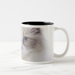 Ragdoll Katze auf Computertastatur Zweifarbige Tasse