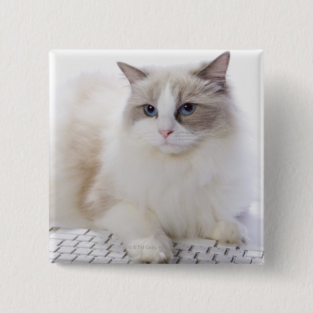 Ragdoll Katze auf Tastatur Button (Vorderseite)