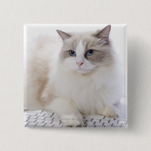 Ragdoll Katze auf Tastatur Button
