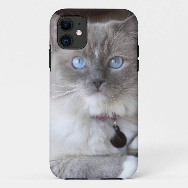 Ragdoll-Katze Case-Mate iPhone Hülle (Rückseite)