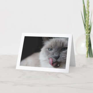 Ragdoll Katze, die Lippen leckt Karte