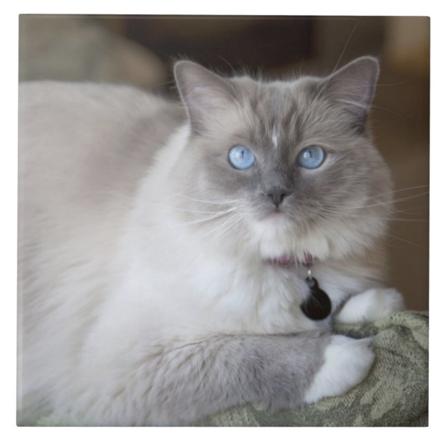 Ragdoll-Katze Fliese (Vorderseite)