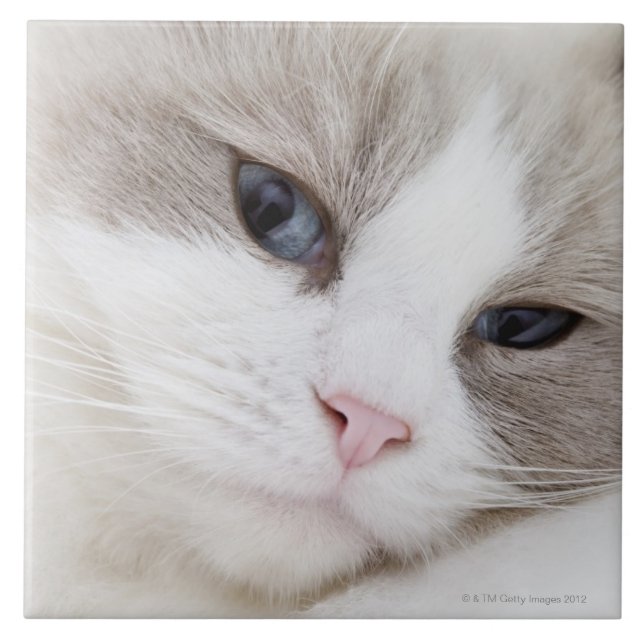 Ragdoll Katze Fliese (Vorderseite)