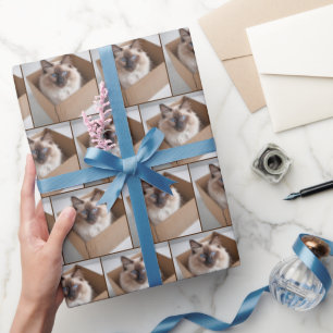 Ragdoll Katze in Faltschachtel Geschenkpapier