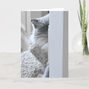 Ragdoll Katze, Karte