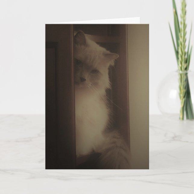 Ragdoll Katze Karte (Vorderseite)