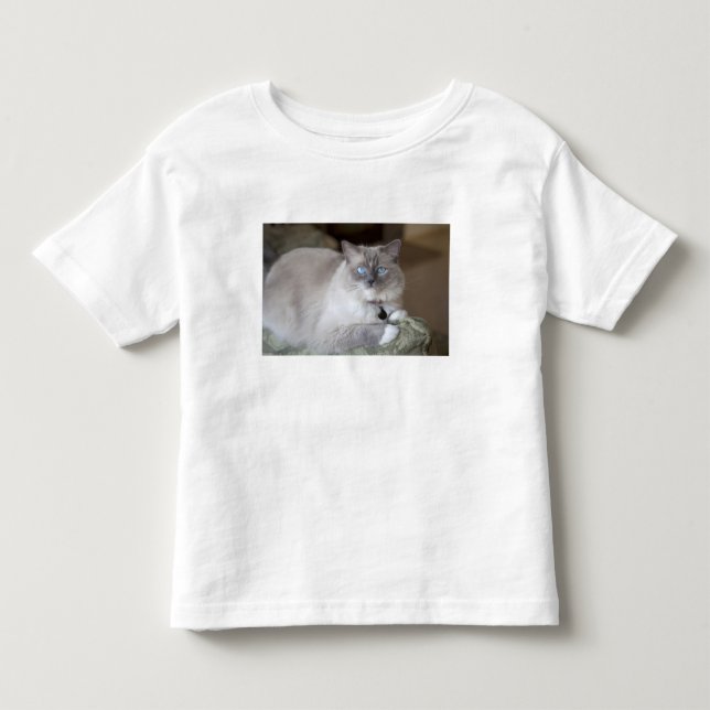 Ragdoll-Katze Kleinkind T-shirt (Vorderseite)