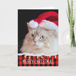 Ragdoll Katze mit Weihnachtsmannmütze Karte
