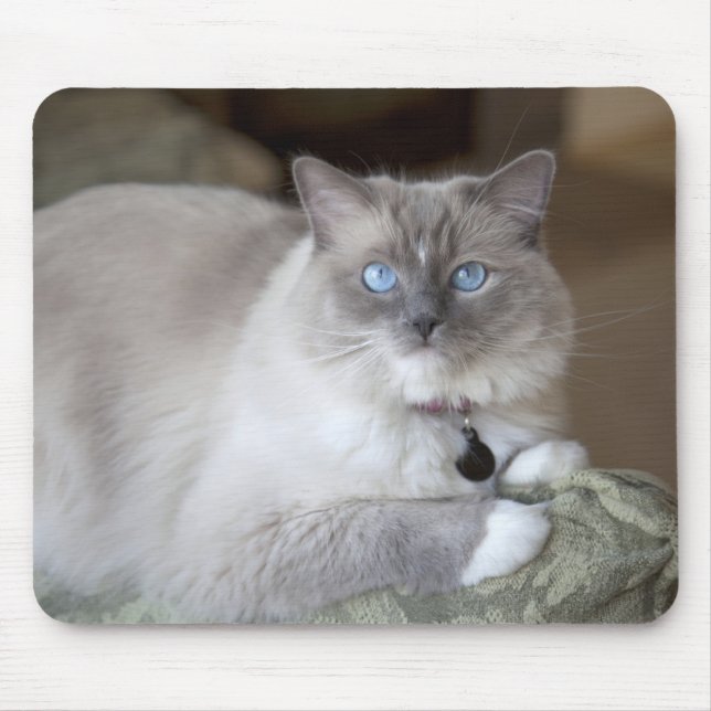 Ragdoll-Katze Mousepad (Vorne)