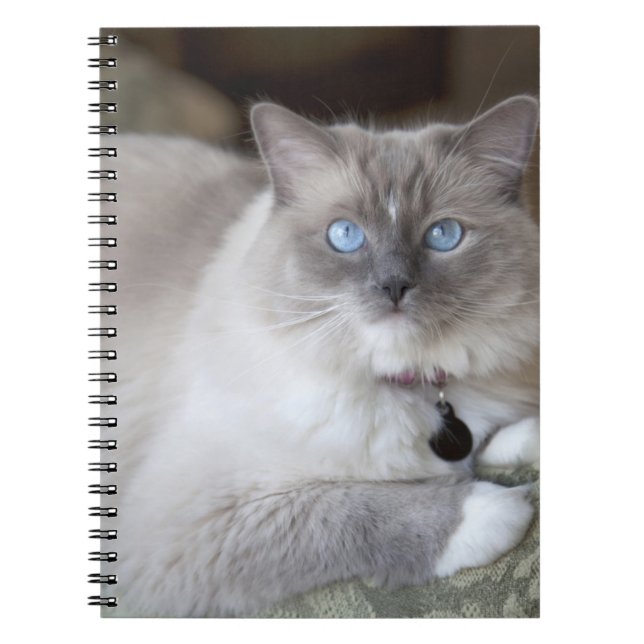 Ragdoll-Katze Notizblock (Vorderseite)