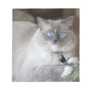 Ragdoll-Katze Notizblock