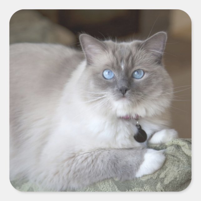 Ragdoll-Katze Quadratischer Aufkleber (Vorderseite)