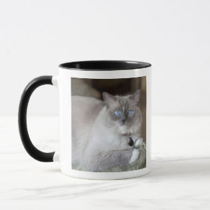 Ragdoll-Katze Tasse
