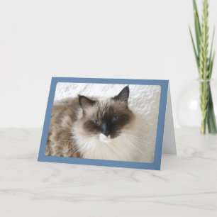 Ragdoll Katzen-Porträt-Gruß-Karte Karte