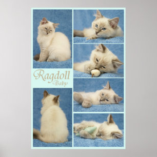 Ragdoll-Kinderposter Poster