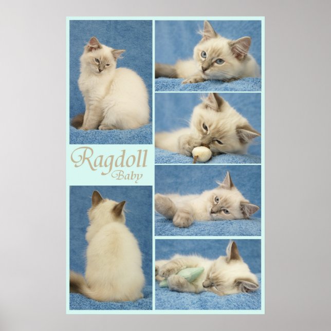 Ragdoll-Kinderposter Poster (Vorne)