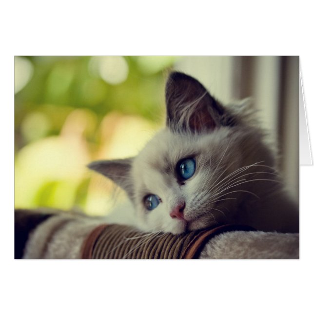 Ragdoll Kitten (Vorderseite (Horizontal))