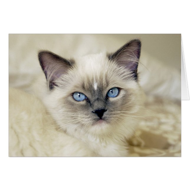 Ragdoll Kitten (Vorderseite (Horizontal))