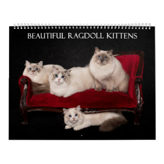 Ragdoll Kitten Calendar Kalender