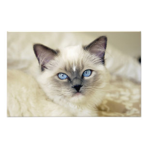 Ragdoll Kitten Fotodruck