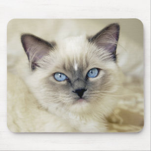 Ragdoll Kitten Mousepad