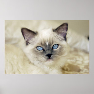Ragdoll Kitten Poster