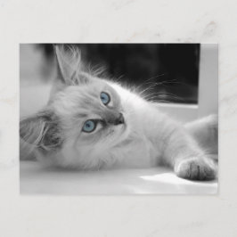 Ragdoll kitten Postkarte