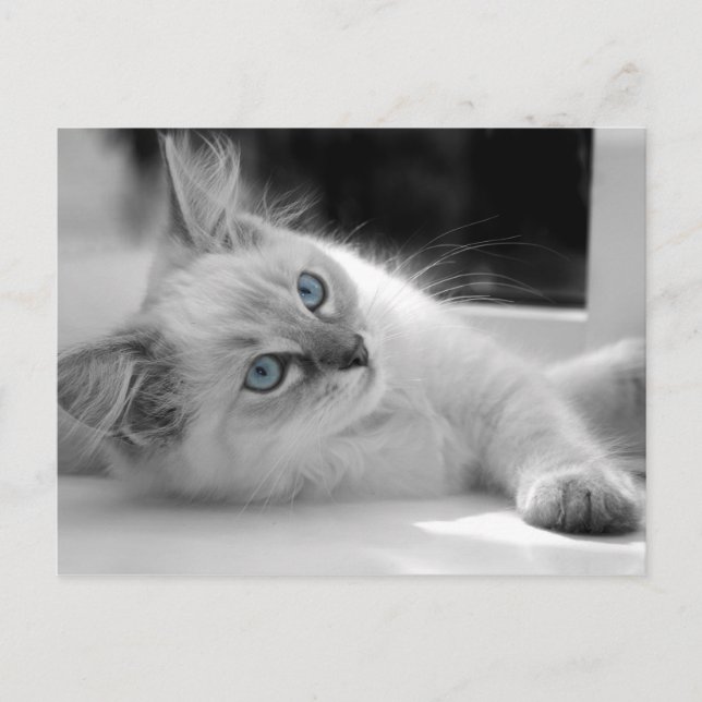Ragdoll kitten Postkarte (Vorderseite)