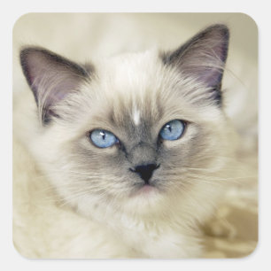 Ragdoll Kitten Quadratischer Aufkleber
