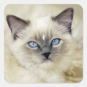 Ragdoll Kitten Quadratischer Aufkleber