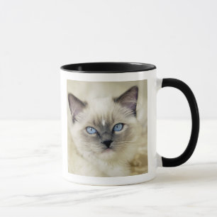 Ragdoll Kitten Tasse