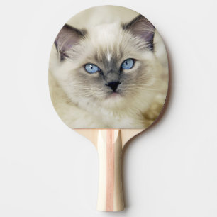 Ragdoll Kitten Tischtennis Schläger