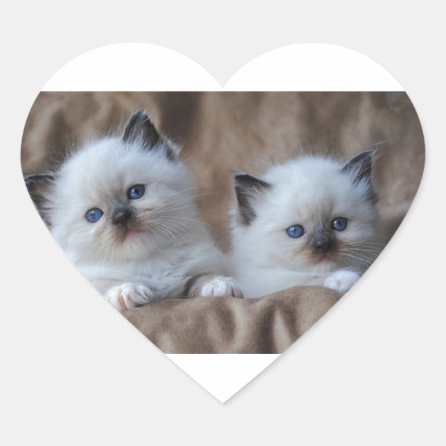 Ragdoll Kittens Herz-Aufkleber (Vorderseite)