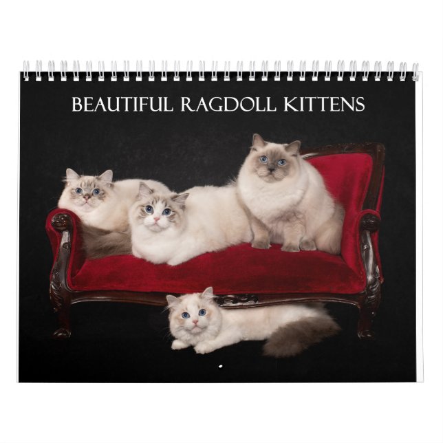 Ragdoll Kittens Kalender (Titelbild)