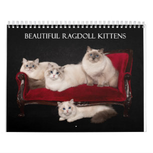 Ragdoll Kittens Kalender
