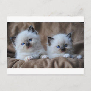 Ragdoll Kittens Postkarte