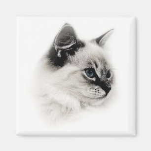 Ragdoll-Magnet Magnet