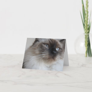 Ragdoll Miezekatze Karte