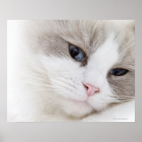 Ragdoll